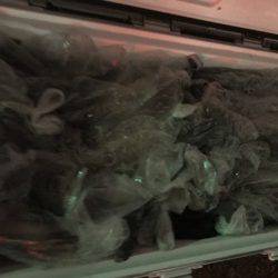 寿裕 （YOSHIHIRO） 釣果