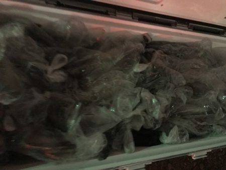 寿裕 （YOSHIHIRO） 釣果