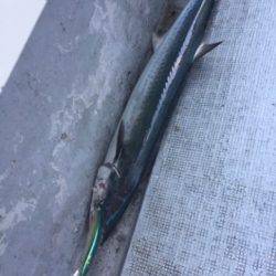 シーモンキー 釣果