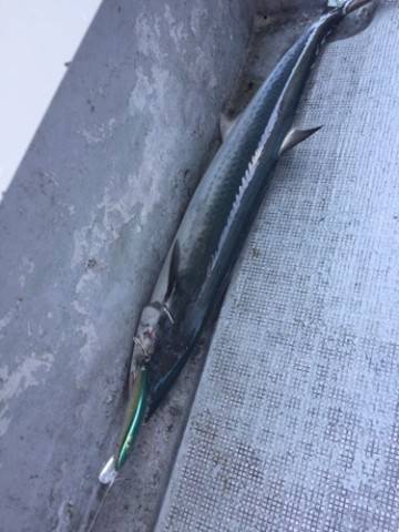 シーモンキー 釣果