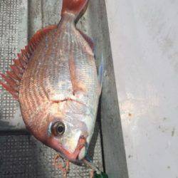 シーモンキー 釣果