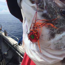 シーモンキー 釣果