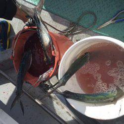 シーモンキー 釣果