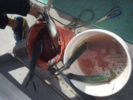 シーモンキー 釣果