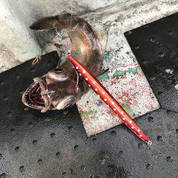 たいし丸 釣果