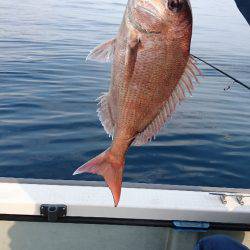 遊漁船ブルーウッズ 釣果