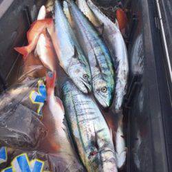 シーモンキー 釣果