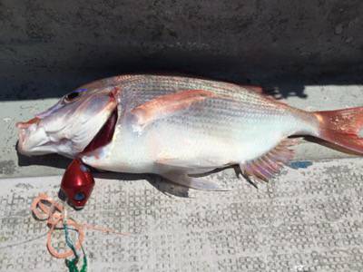 シーモンキー 釣果