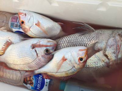 シーモンキー 釣果