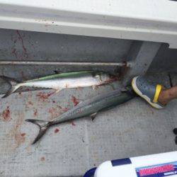 シーモンキー 釣果