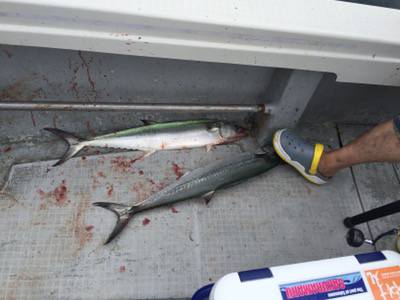 シーモンキー 釣果