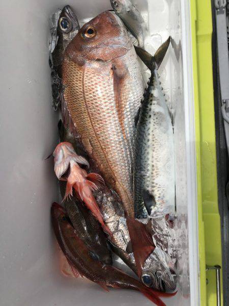 たいし丸 釣果