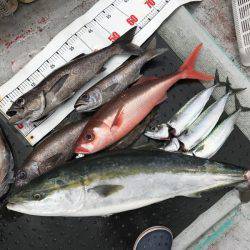 たいし丸 釣果