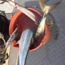 シーモンキー 釣果