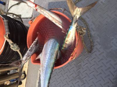 シーモンキー 釣果