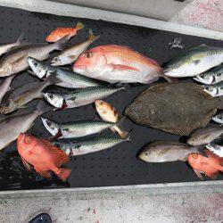 たいし丸 釣果