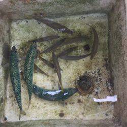 オーシャンズ 釣果