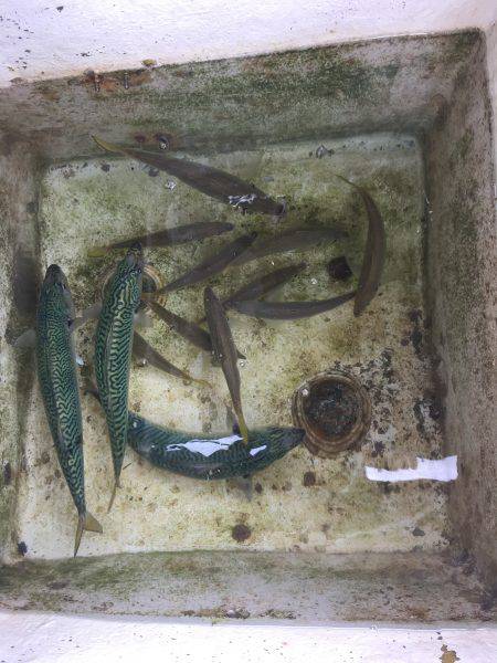 オーシャンズ 釣果