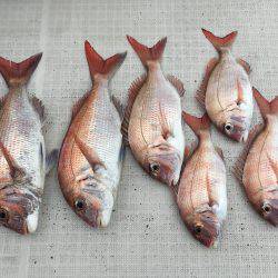 オーシャンズ 釣果