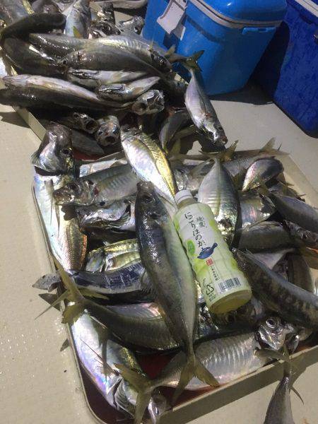 オーシャンズ 釣果