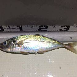 オーシャンズ 釣果