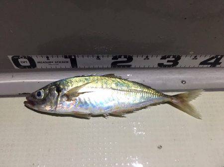 オーシャンズ 釣果