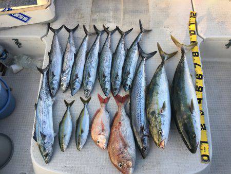 オーシャンズ 釣果