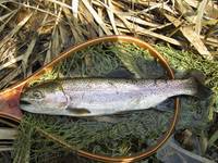 秩父フライフィールド 釣果