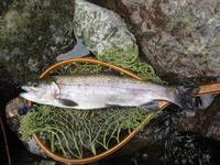 秩父フライフィールド 釣果