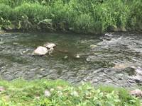 秩父フライフィールド 釣果