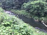 秩父フライフィールド 釣果