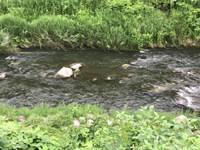 秩父フライフィールド 釣果