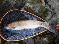 秩父フライフィールド 釣果