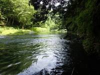 秩父フライフィールド 釣果