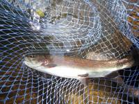 秩父フライフィールド 釣果