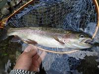 秩父フライフィールド 釣果