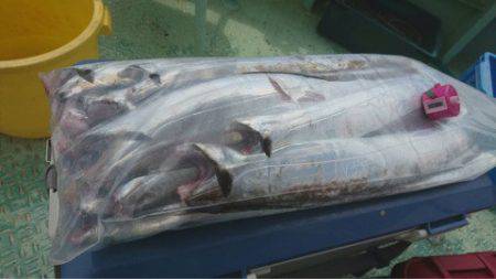 ヤザワ渡船 釣果