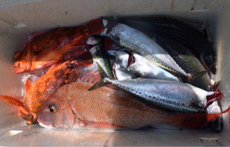 渡船屋たにぐち 釣果