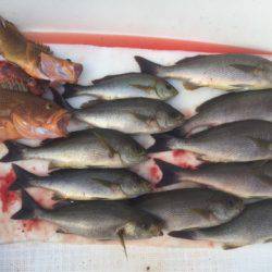 「LaGooN」蒼陽丸 日和号 釣果