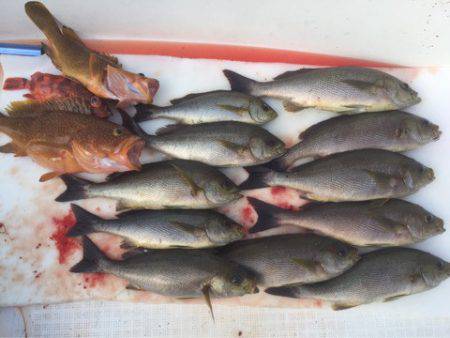 「LaGooN」蒼陽丸 日和号 釣果