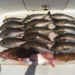 「LaGooN」蒼陽丸 日和号　 釣果