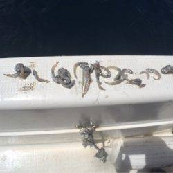 「LaGooN」蒼陽丸 日和号　 釣果