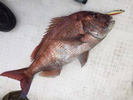 「LaGooN」蒼陽丸 日和号　 釣果