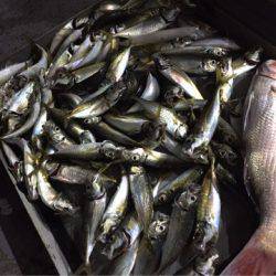 第二 海洋丸 釣果