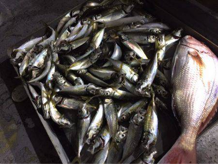 第二 海洋丸 釣果