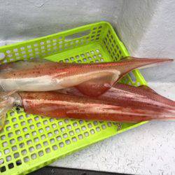 第二龍勢丸 釣果