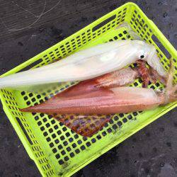 第二龍勢丸 釣果