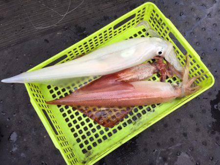 第二龍勢丸 釣果