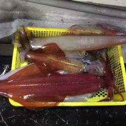 第二龍勢丸 釣果