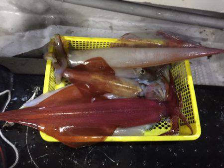 第二龍勢丸 釣果